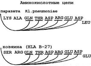 Рис 12 Схема антигенной мимикрии между Kl pneumoniae и HLA человека - фото 12