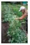 Подвязка стеблей огурцов Вот эти же огурцы после подвязки через две недели - фото 15