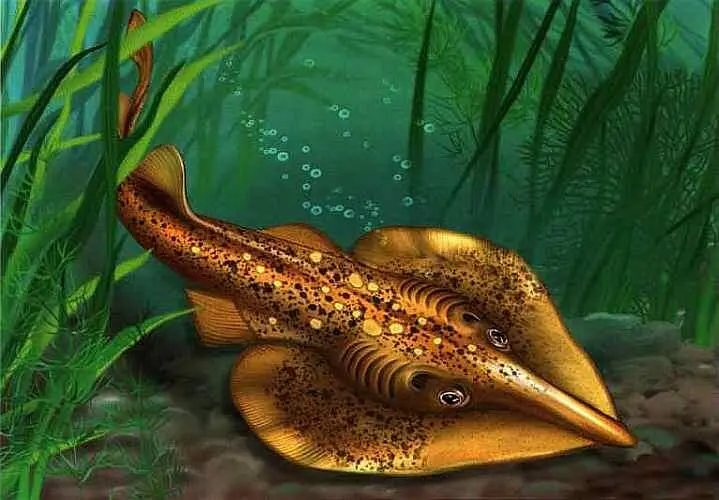Гитарный скат Морской кот хвостокол Дело в том что шип содержит яд - фото 52