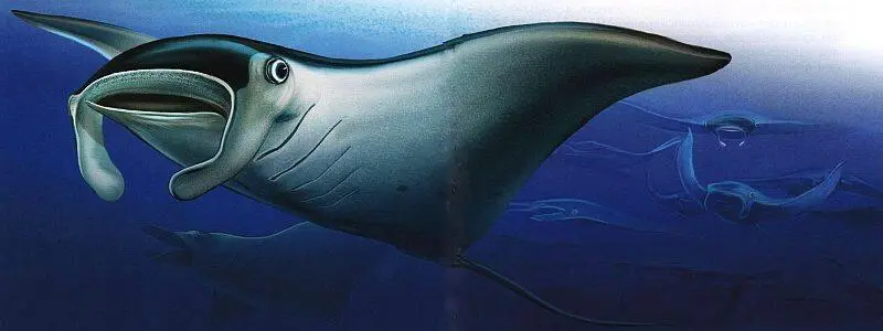 Стая морских дьяволов Можно представить себе впечатление которое производят - фото 56
