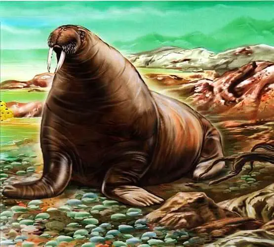 Морж Морские львы слоны и леопарды Сивуч Другой пример млекопитающих - фото 62