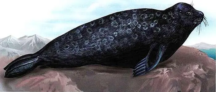 Настоящий тюлень нерпа Гроза гигантских кальмаров Самые специализированные - фото 65