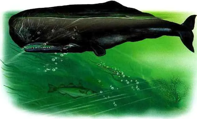 Кашалот Заключение Изучать жизнь морей и рассказывать об их удивительных - фото 69