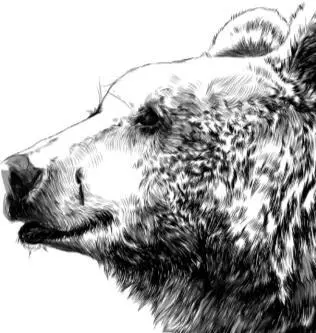 На сколько медведь тяжелее осенью Всё время пока медведь спит в берлоге он - фото 89