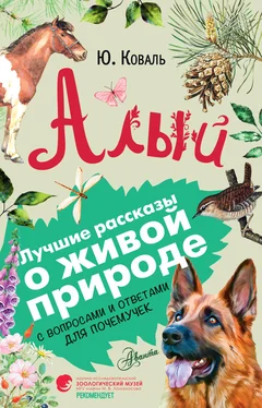 Юрий Коваль Алый. С вопросами и ответами для почемучек [litres] обложка книги