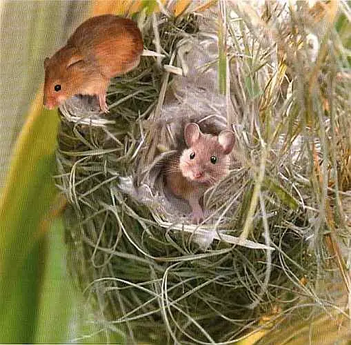 Гнездо мышималютки Гнездо синицыремеза Другой реликт дельты Волги - фото 23