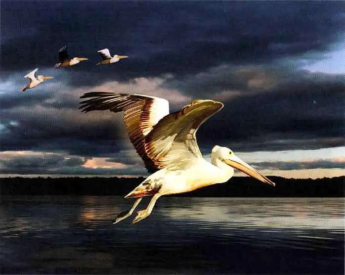 Пеликан Во время весеннего разлива Волги который длится с апреля по июнь - фото 28