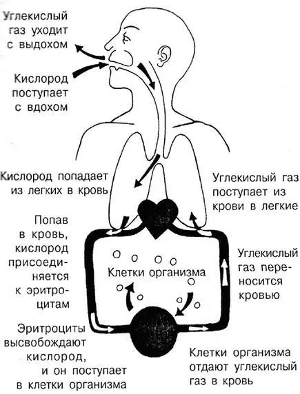 Наследственность Многие люди с повышенной тревожностью называют себя - фото 2