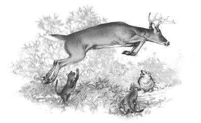 The buck charged toward the cats who spat and scratched He was so nimble he - фото 7