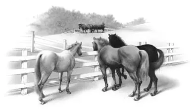 Paul also packed up blankets tack bandages meds and even a set of jockey - фото 30