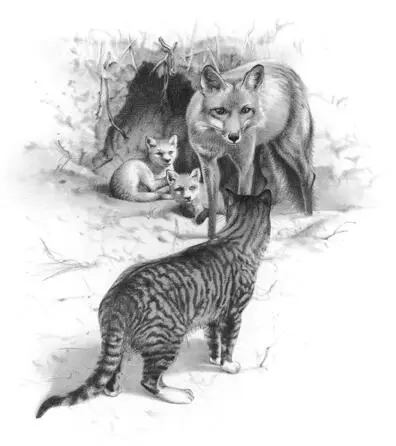 I was wondering if youd heard any reports of rabies among the foxes The - фото 32