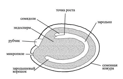 Рис 2 Внутреннее строение семени кактуса Рассмотрим что представляет собой - фото 3