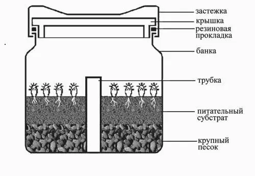Рис 4 Выращивание сеянцев в банке Сектора с наружной стороны помечают - фото 8
