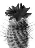 12 Chamaecereus silvestrii Speg Britt et RoseEchinopsis Описание - фото 14