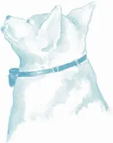 Dog BIG DOGS DELIGHT 2 cups longgrain while rice 4 ½ cups water - фото 11