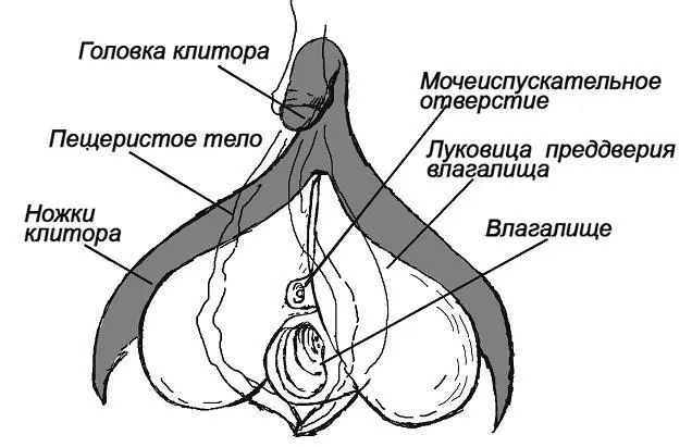 И клитор и пенис состоит из пещеристых тел В размере клитор достигает 8ми - фото 16