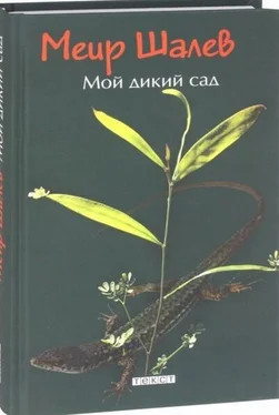 Меир Шалев Мой дикий сад обложка книги