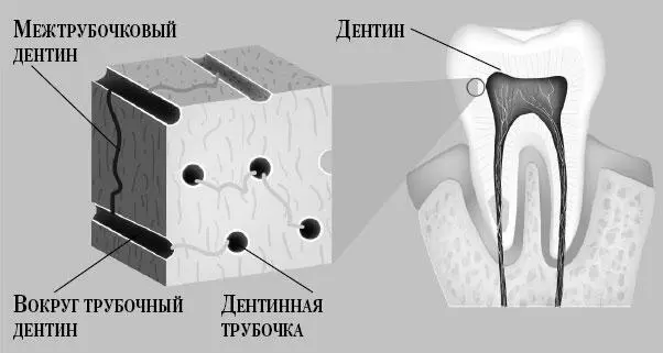 Эмаль по своему строению похожа на решетку где строительным материалом для - фото 1