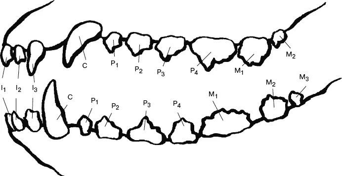 Зубы собаки I резцы C клыки P премоляры предкоренные M моляры - фото 12