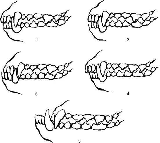 Форма прикуса собаки 1 нормальный ножницеобразный 2 прямой - фото 13