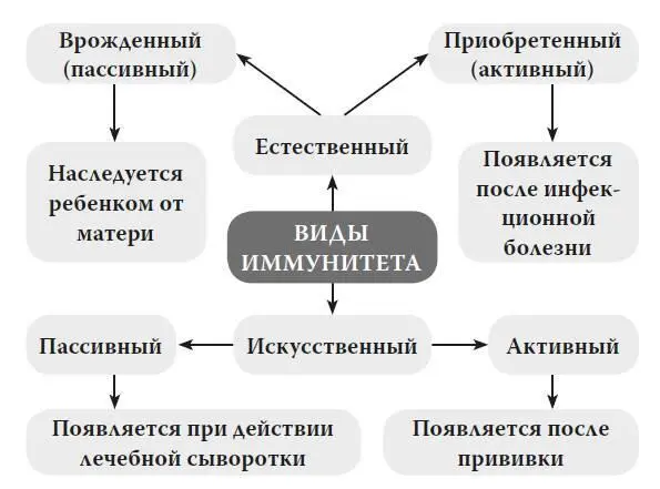 Органы иммунной системы делятся на центральные и периферические К центральным - фото 13