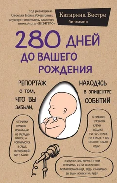 Катарина Вестре 280 дней до вашего рождения. Репортаж о том, что вы забыли, находясь в эпицентре событий обложка книги