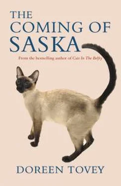 Дорин Тови The Coming Of Saska обложка книги