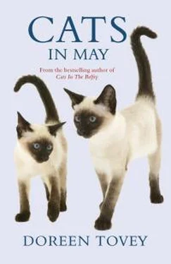 Дорин Тови Cats In May обложка книги