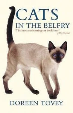 Дорин Тови Cats In The Belfry обложка книги