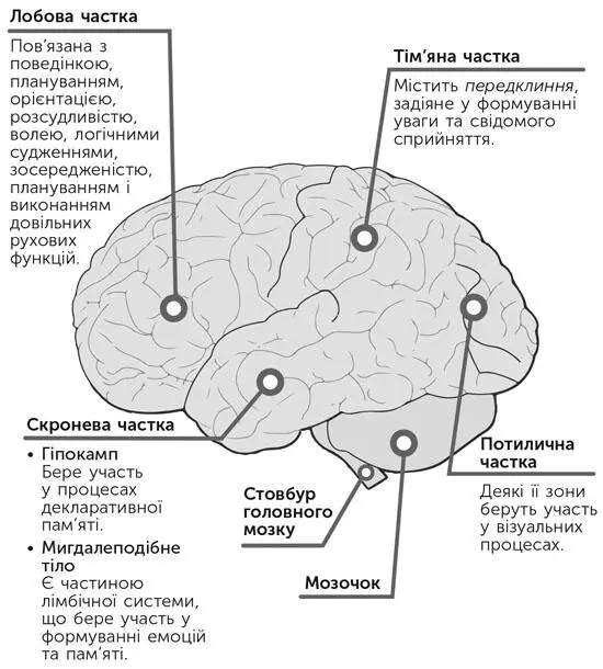 Рис 1Зони центральної нервової системи їхні функції повязані з циклом сон - фото 2