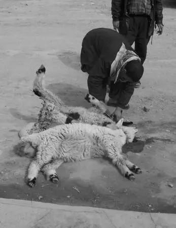 Out shopping for dinner Iraqi style Lamb again Innocent victims of a bombing - фото 26