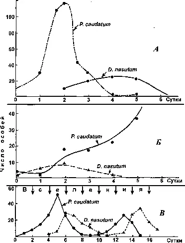 Рис 230 Рост Paramecium caudatum и хищной инфузории Dadinium nasutum в - фото 228