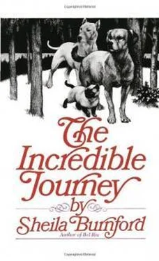 Шейла Барнфорд The Incredible Journey обложка книги