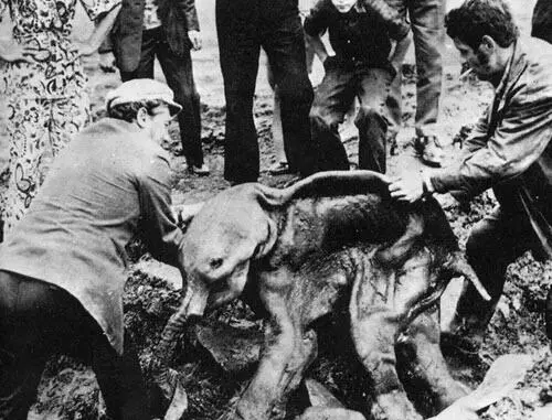Рис 2 Летом 1977 гола в советской Республике Якутия из слоя вечной мерзлоты - фото 6
