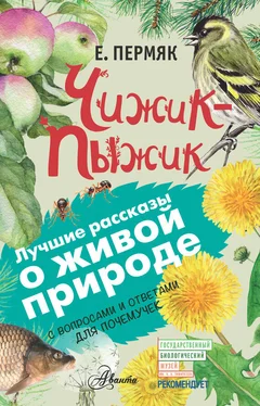 Евгений Пермяк Чижик-Пыжик. С вопросами и ответами для почемучек обложка книги