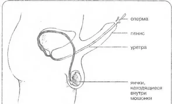 Рисунок 5 ЭякуляцияСперматозоиды вырабатываются яичками Когда мужчина - фото 5