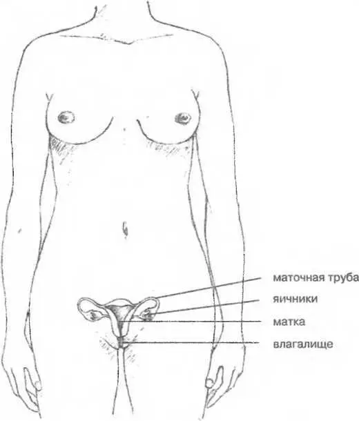 Рисунок 6 Женские половые органы Яйцеклетка и овуляция Девочка рождается с - фото 6