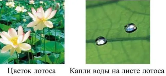 Рис 115б Микроструктура Лотоса Рис 115в Принцип действия краски с - фото 27