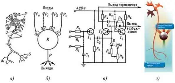 а изображеие нейрона 1 тело клетки 2 дендриты 3 аксон 4 - фото 40
