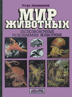 Игорь Акимушкин Мир животных: Беспозвоночные. Ископаемые животные обложка книги