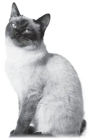 She was a quiet cat She was gentle and she never wanted to get in any - фото 5
