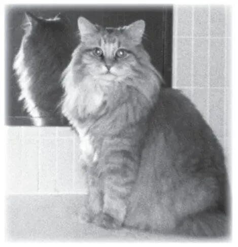 TWO Mr Sir Bob Kittens aka Ninja aka Mr Pumpkin Pants I simply - фото 6