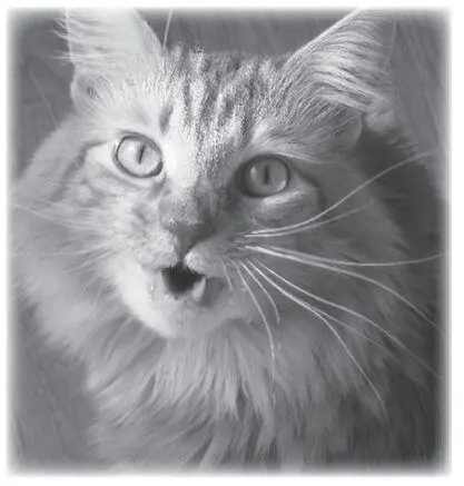 THREE Spooky I had a cat for twentyone years He shouldnt have - фото 8
