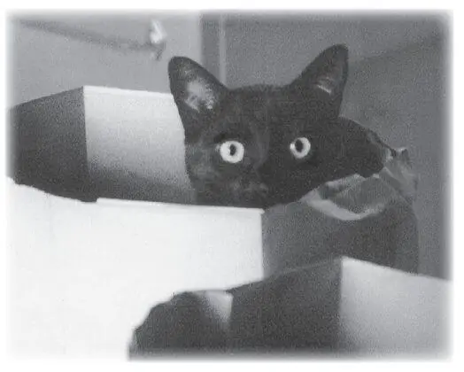 I had a cat for twentyone years He shouldnt have survived yet - фото 9