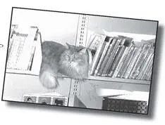 A great library doesnt have to be big or beautiful It doesnt have to have - фото 13