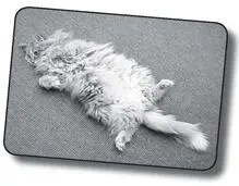 Dad says Max II his beloved Himalayan will outlive him He finds comfort in - фото 24