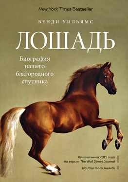 Венди Уильямс Лошадь. Биография нашего благородного спутника обложка книги