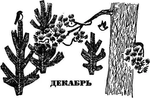 ДЕКАБРЬ До реформы календаря проведенной Юлием Цезарем римляне начинали год - фото 13