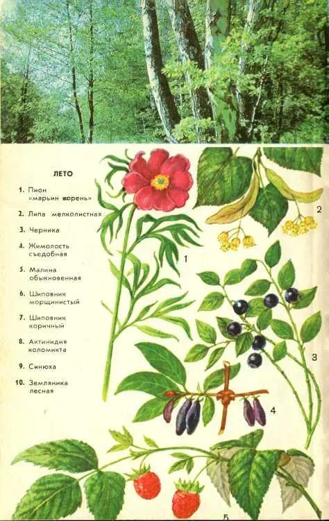 В стране зеленой - фото 17