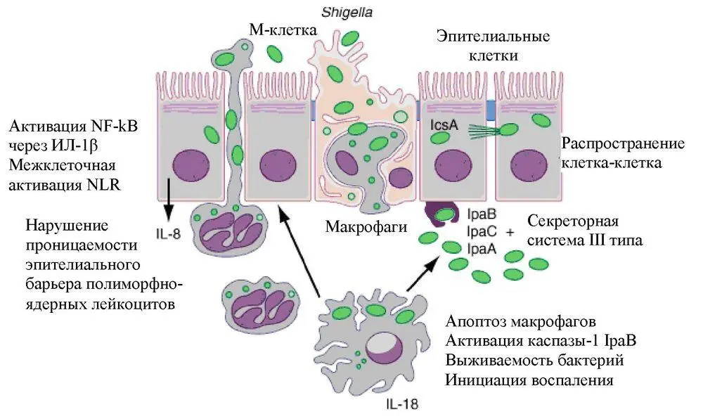 Рис Инвазивные стратегии Shigella flexneri httpwwwaccessmedicinecom - фото 1